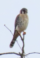 Falco sparverius paulus