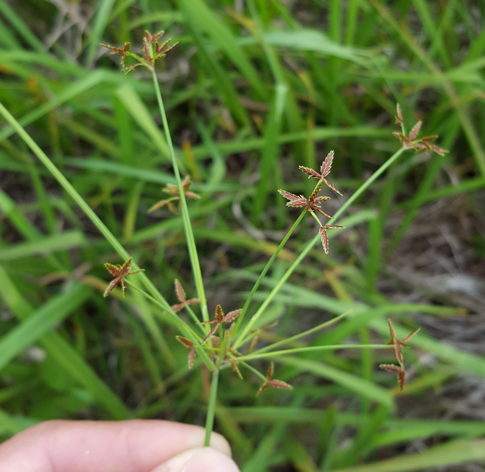 (c) François Rousseu, certains droits réservés (CC BY-NC) https://www.inaturalist.org/observations/100794165