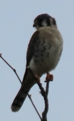 Falco sparverius paulus