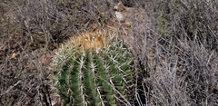 Ferocactus viridescens viridescens