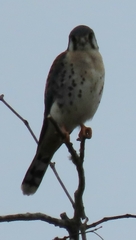 Falco sparverius paulus