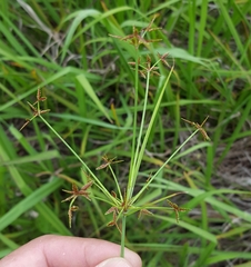 Cyperus haspan