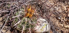 Ferocactus viridescens viridescens