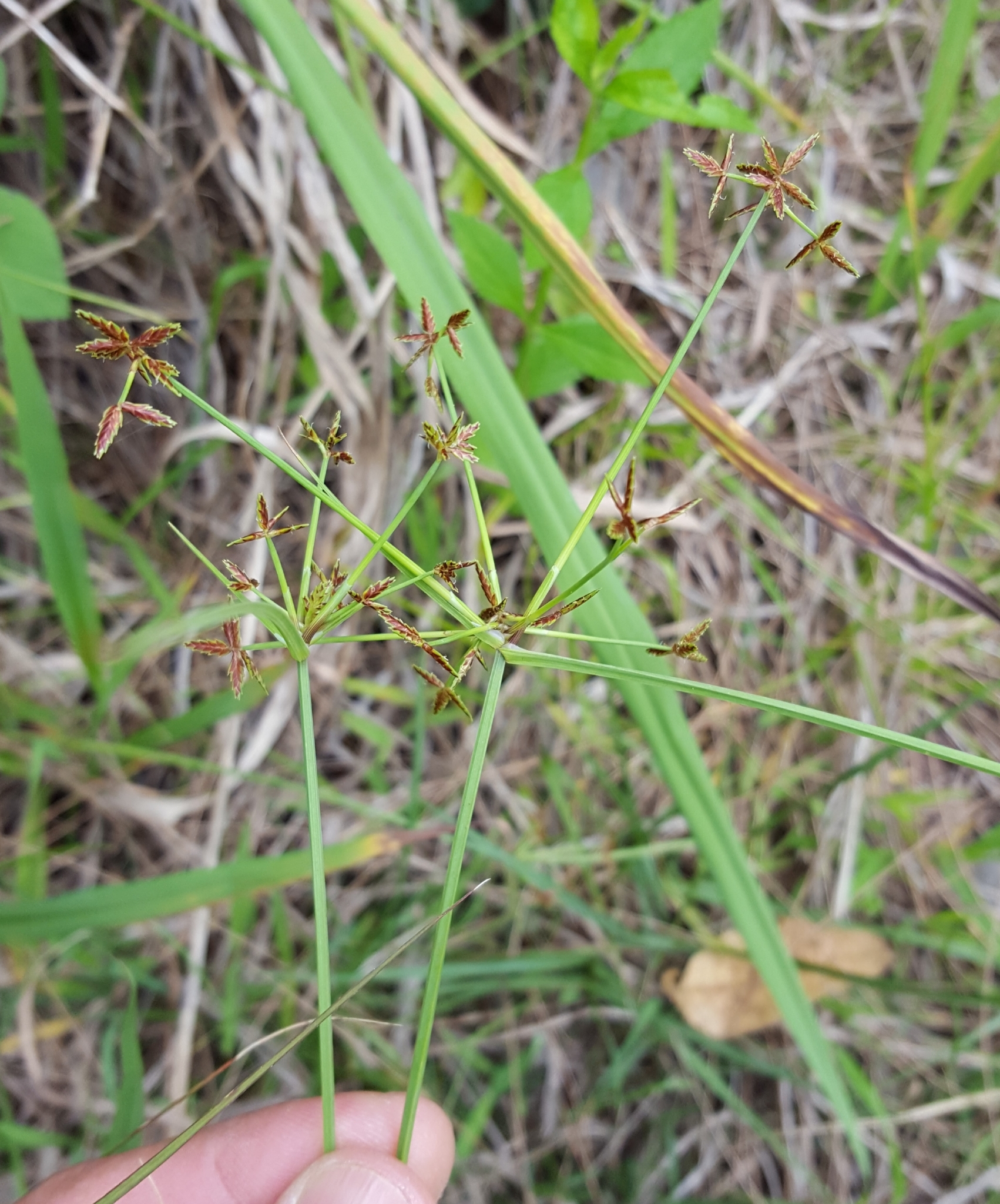 (c) François Rousseu, certains droits réservés (CC BY-NC) https://www.inaturalist.org/observations/100794165