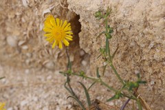 Haptotrichion colwillii