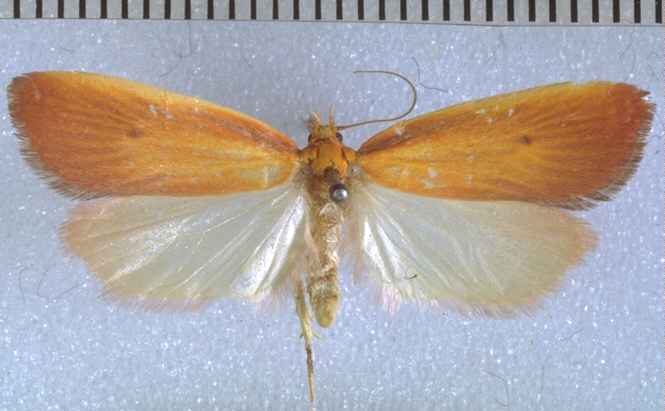 Proteodes smithi