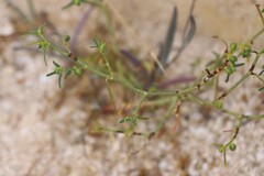 Haptotrichion colwillii