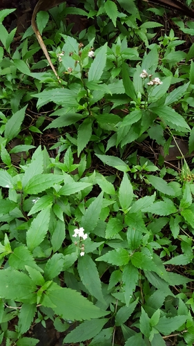 Ageratina image