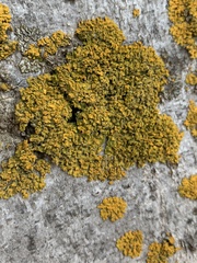 Xanthomendoza fallax