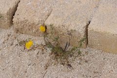 Haptotrichion colwillii