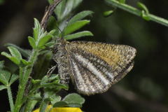 Isturgia limbaria