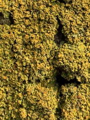 Xanthomendoza fallax