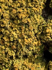 Xanthomendoza fallax