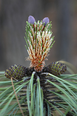 Pinus yecorensis