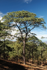 Pinus yecorensis