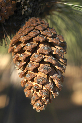 Yécora Pine