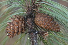 Pinus yecorensis