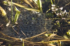 Rana dalmatina