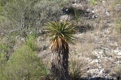 Yucca carnerosana
