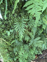Selaginella arbuscula