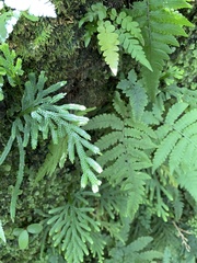 Selaginella arbuscula