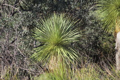 Yucca rostrata