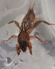 Neocurtilla