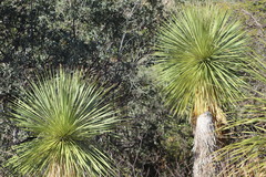 Yucca rostrata