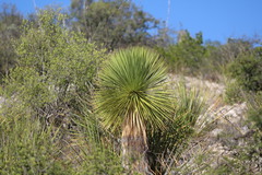 Yucca rostrata