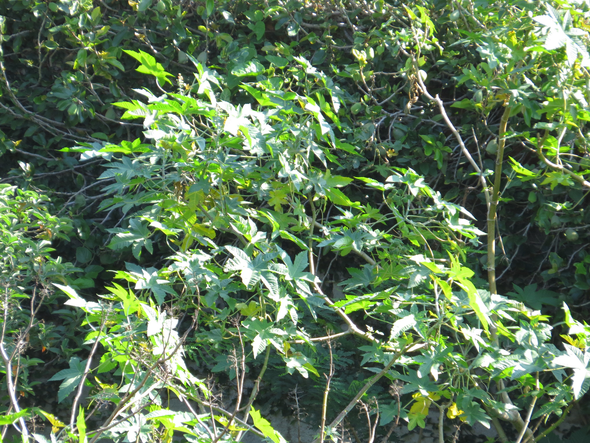 Ricinus communis
