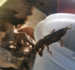 Neocurtilla