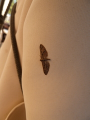Eupithecia oxycedrata