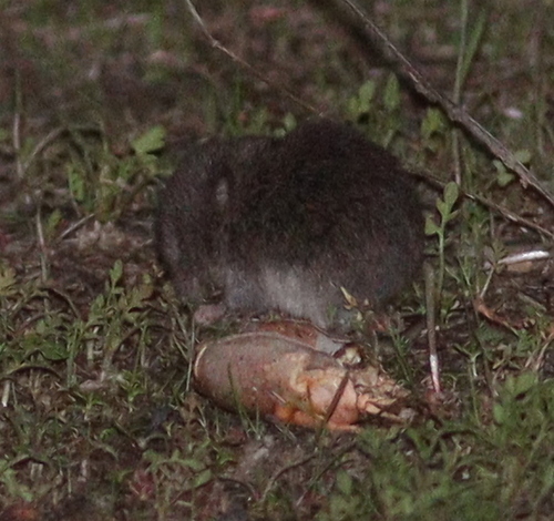 Lusitanian Pine Vole (Microtus lusitanicus)