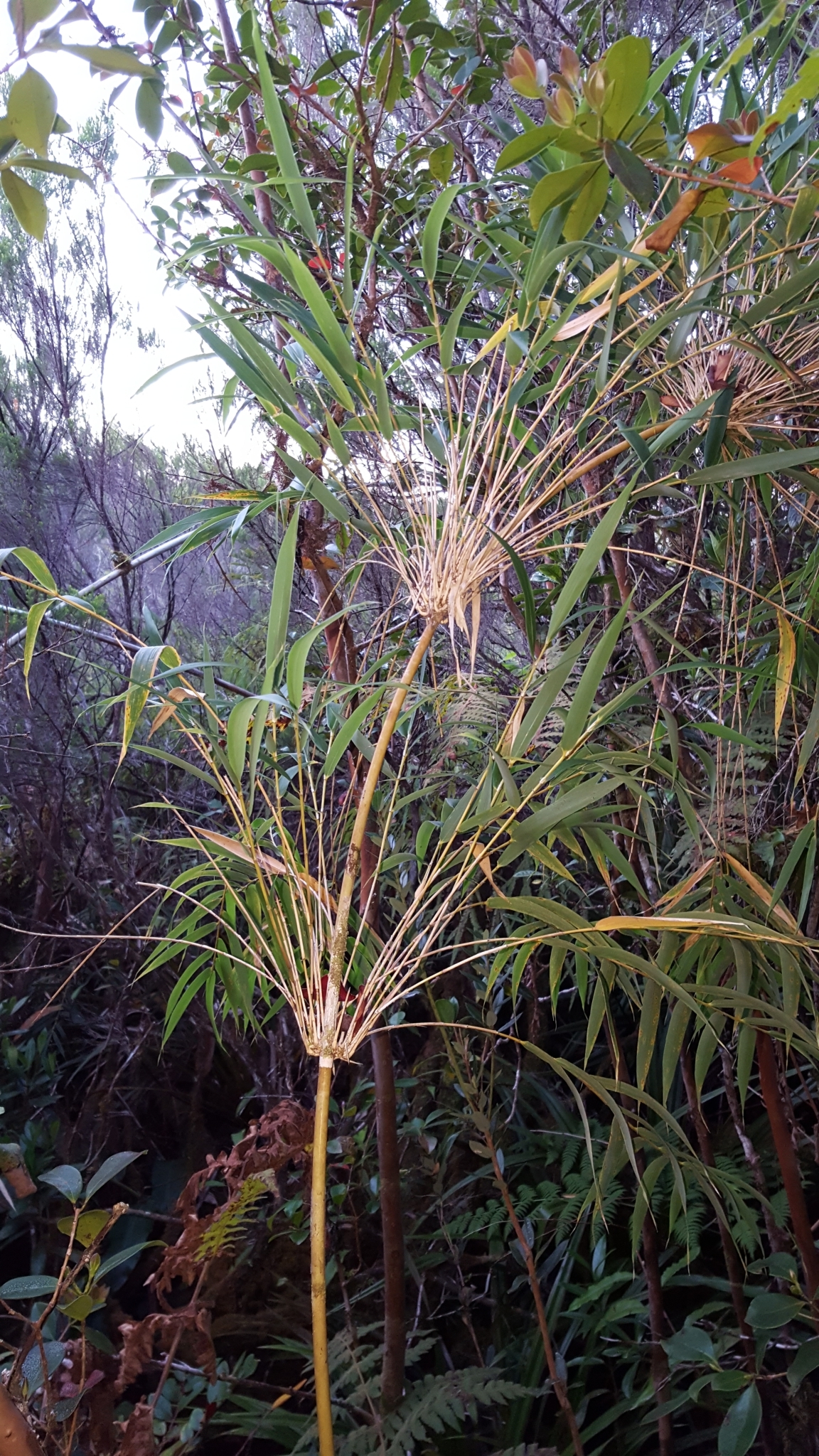 (c) François Rousseu, certains droits réservés (CC BY-NC) https://www.inaturalist.org/observations/100794553