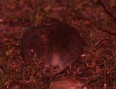 Microtus lusitanicus