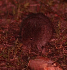 Microtus lusitanicus