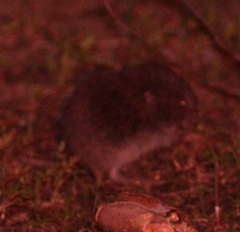 Microtus lusitanicus