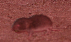 Microtus lusitanicus