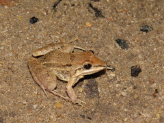 Leptodactylus fuscus
