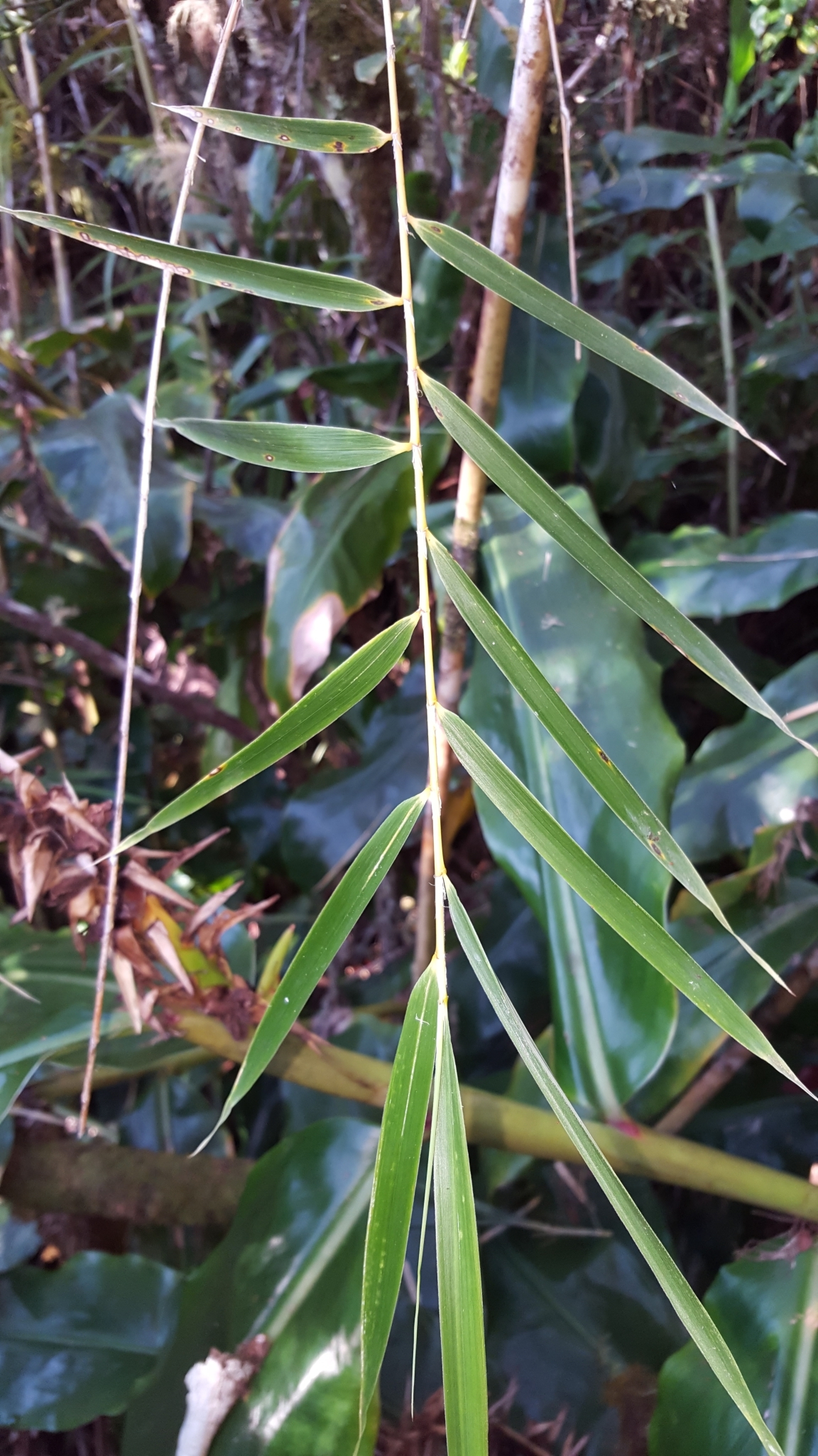 (c) François Rousseu, certains droits réservés (CC BY-NC) https://www.inaturalist.org/observations/100794553