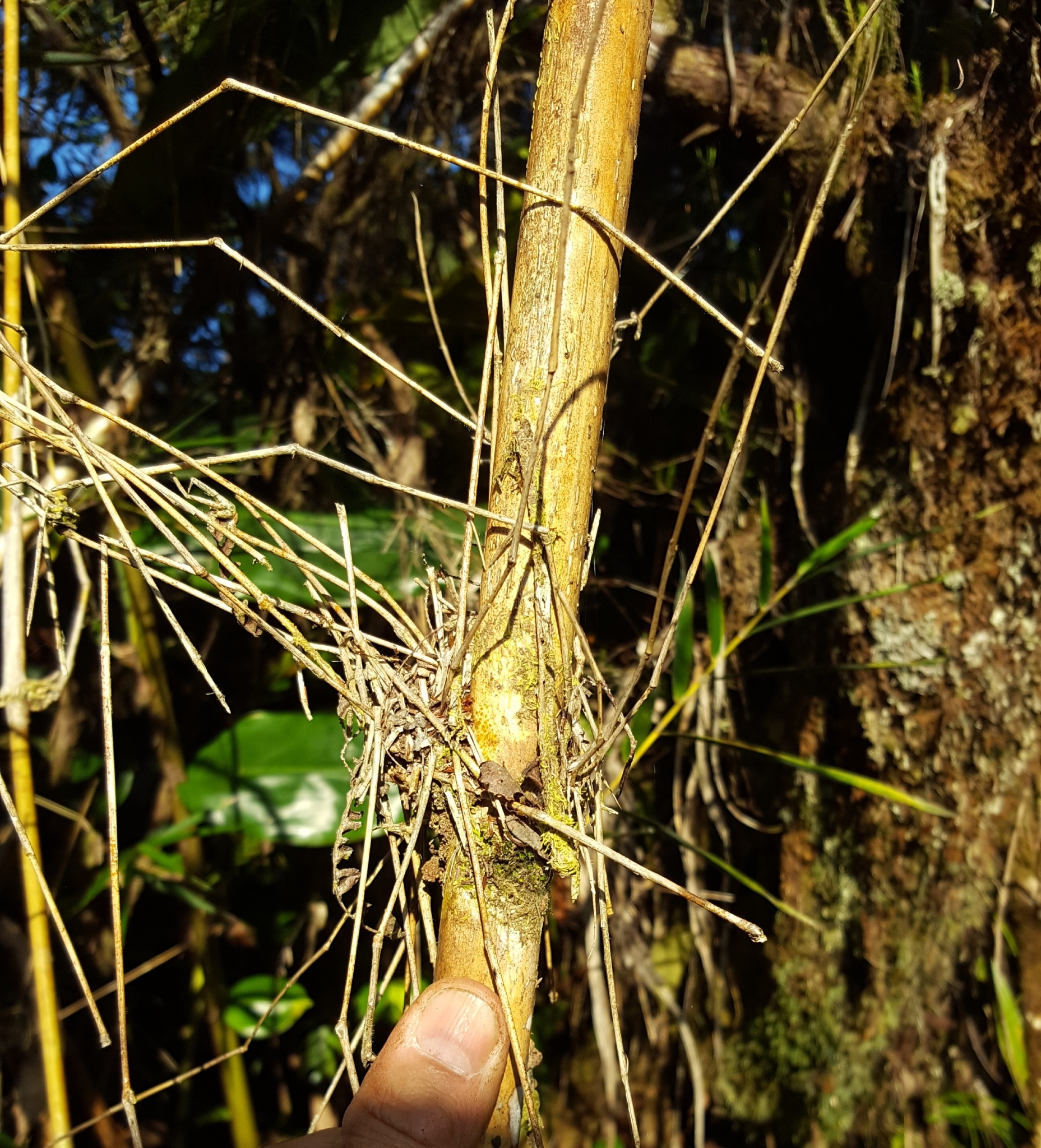 (c) François Rousseu, certains droits réservés (CC BY-NC) https://www.inaturalist.org/observations/100794553