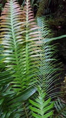 Blechnum attenuatum