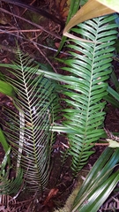 Blechnum attenuatum
