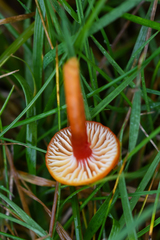 Hygrocybe insipida