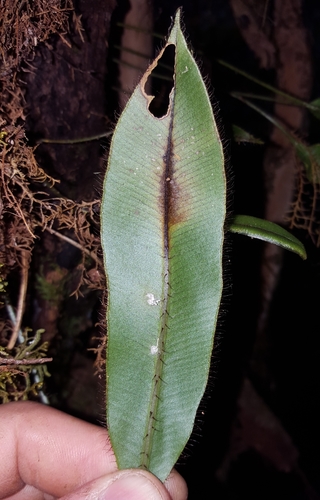 Elaphoglossum image