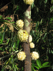 Carpotroche longifolia