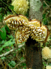 Carpotroche longifolia