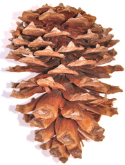 Pinus pseudostrobus protuberans