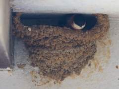 Petrochelidon rufocollaris