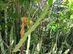 Selenicereus setaceus